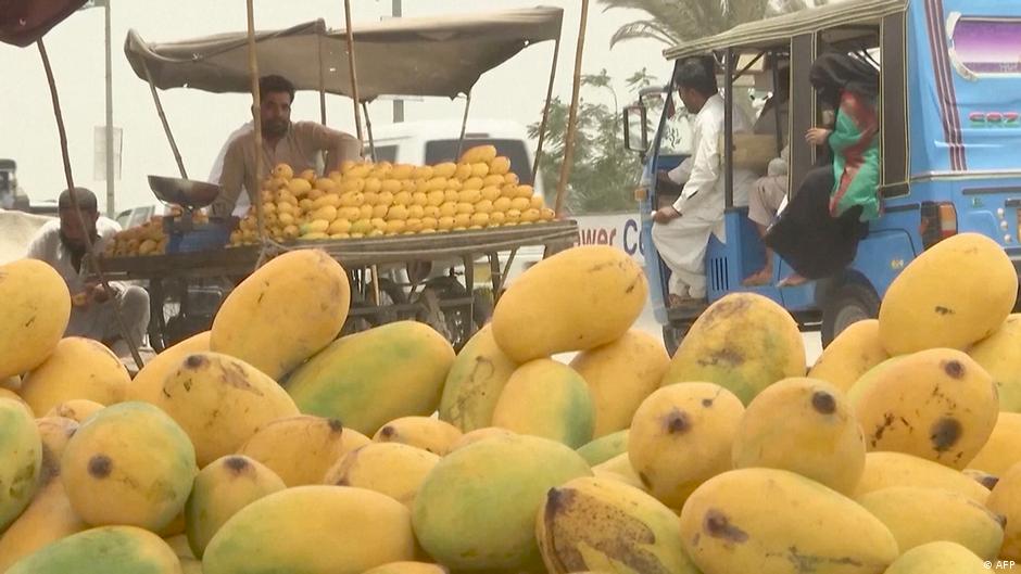 پاکستانی آم اب ہندوستانی درختوں پر اگیں گے