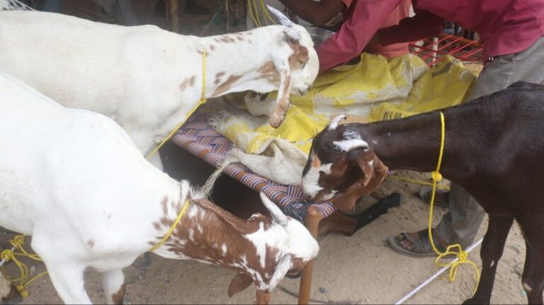 عید قرباں پر ذبیحہ کی سوشل میڈیا پر ویڈیو وائرل نہ کریں: ‎پولیس کمشنر کی اپیل