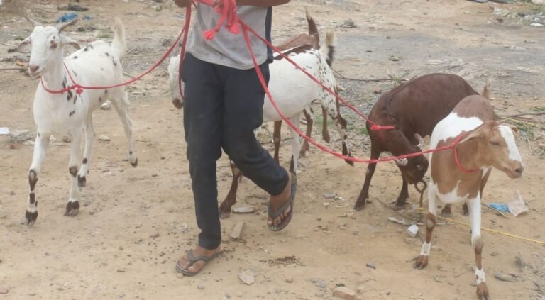 عیدالاضحیٰ کے موقع پر قربانی سے متعلق بمبئی ہائی کورٹ کا اہم فیصلہ، بی ایم سی کے سرکولر پر روک لگانے سے انکار