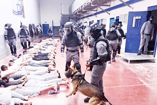 ISRAILI DOG